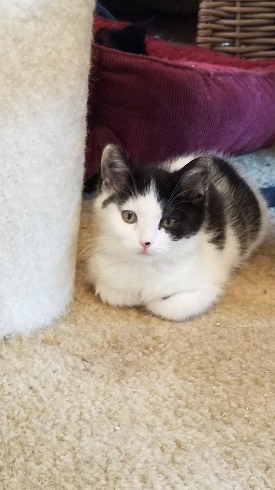 Kitten 19322 Kitten 19322