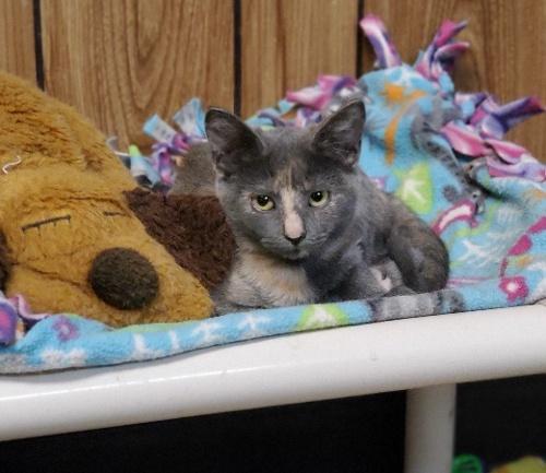 Kitten 20422 Kitten 20422
