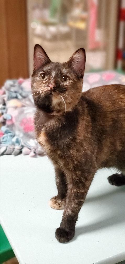 Cat 21722 (Pumpkin Pie) Cat 21722 (Pumpkin Pie)