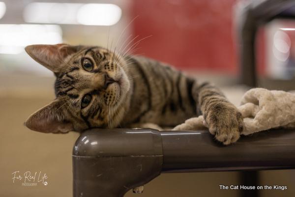 Tiger cat house best sale cat