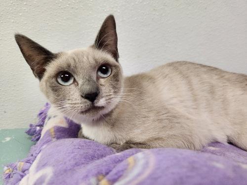 Cat 26622 (Jasmine)