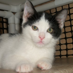 Kitten 8023