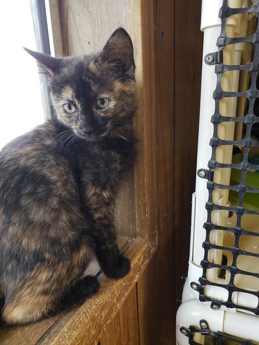 Kitten 17823 Kitten 17823