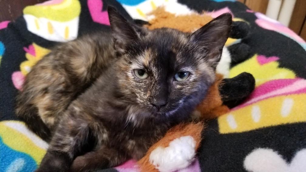 Kitten 17823 Kitten 17823