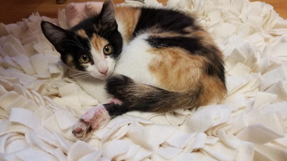 Kitten 18523 (Miss Piggy) Kitten 18523 (Miss Piggy)