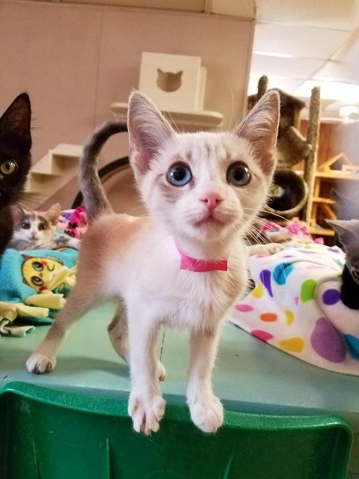 Kitten 18723 Kitten 18723