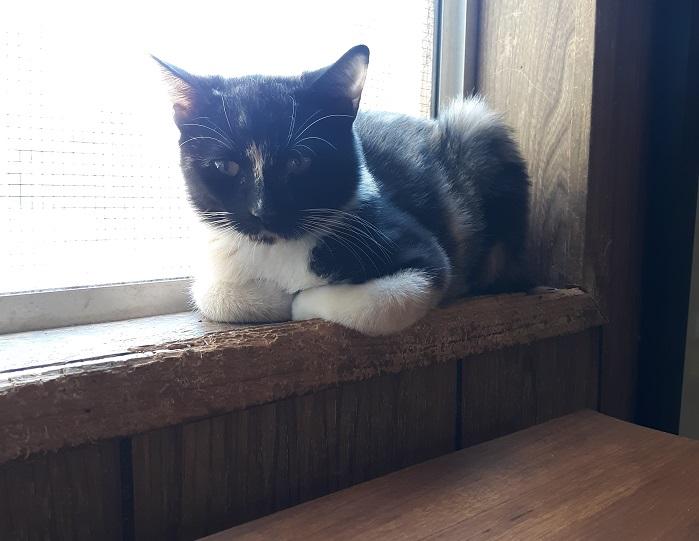 Kitten 19123 Kitten 19123