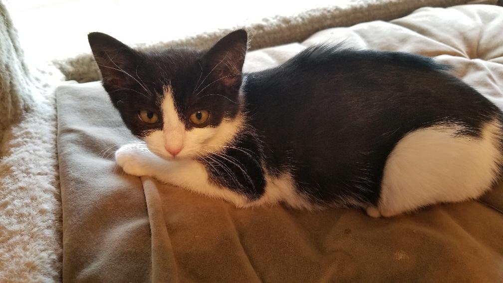 Kitten 19323 Kitten 19323