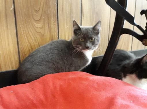 Kitten 20823 Kitten 20823