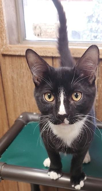 Kitten 23623 (Tortellini) Kitten 23623 (Tortellini)