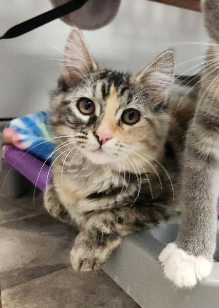 Kitten 27023 (Kassie) Kitten 27023 (Kassie)