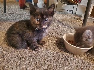 Click for full size picture - Kitten 27523 (Saffron)