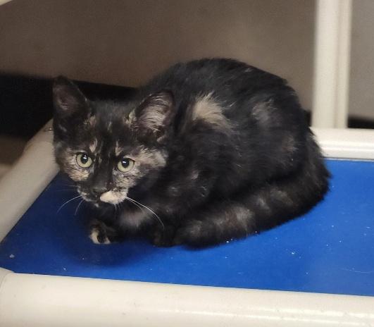 Click for full size picture - Kitten 27523 (Saffron)