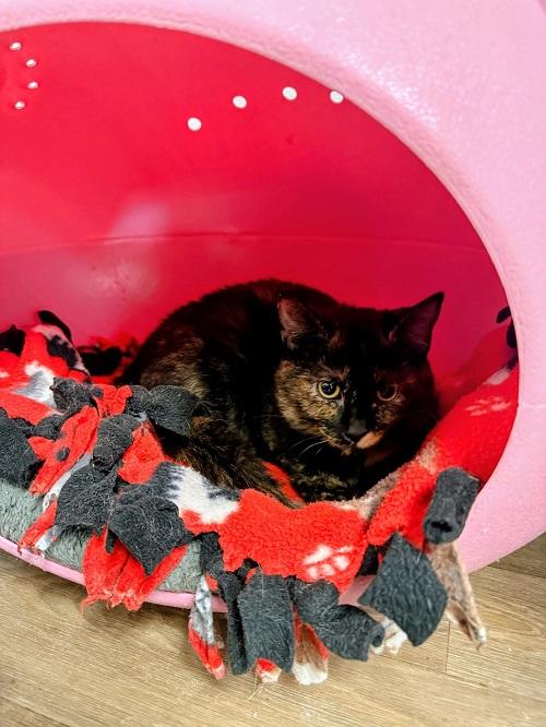 Kitten 27523 (Saffron)