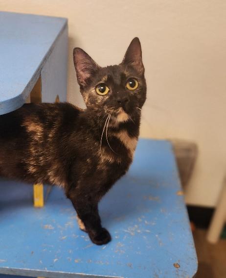Cat 27623 (Tortellini)