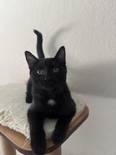 Banjo