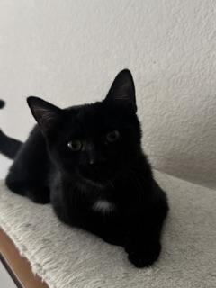 Click for full size picture - Banjo