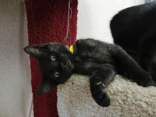 Kitten 16824 (Rae) Kitten 16824 (Rae)
