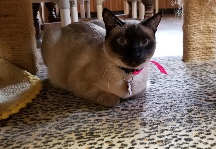 Cat 17124 (Topaz) Cat 17124 (Topaz)