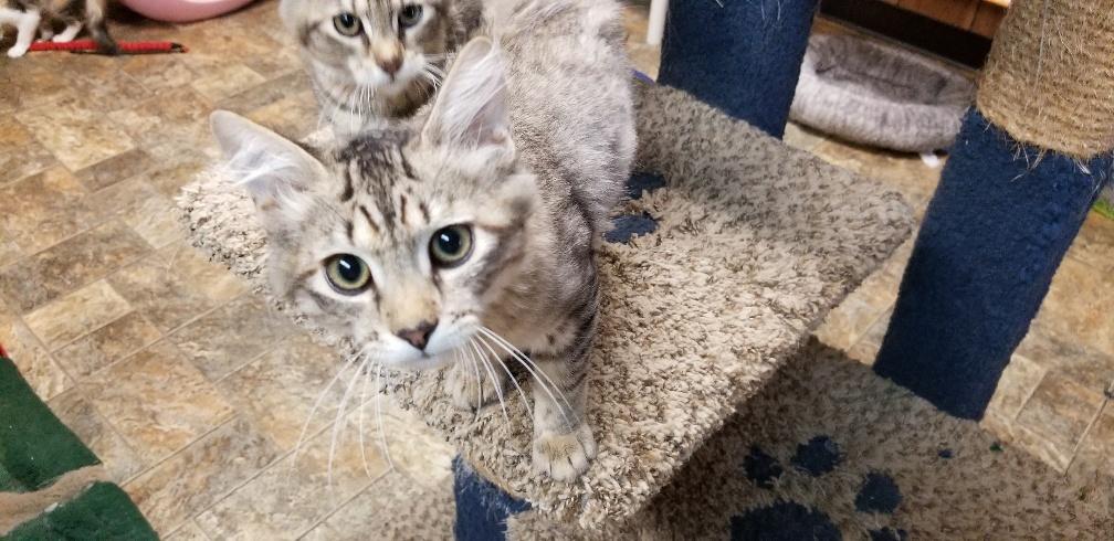 Kitten 17424 Kitten 17424