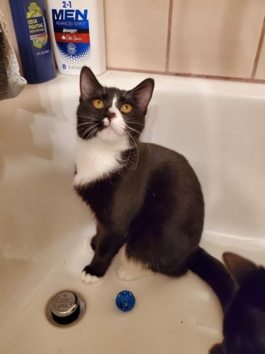 Oscar Oscar
