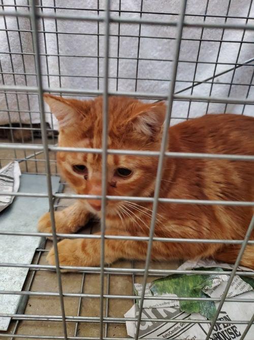 Rose Cat 13(Gulliver) The Cat House on the Kings