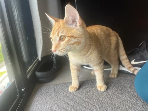 Simon