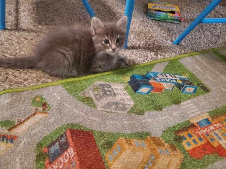 Click for full size picture - Kitten 27524 (TJ)