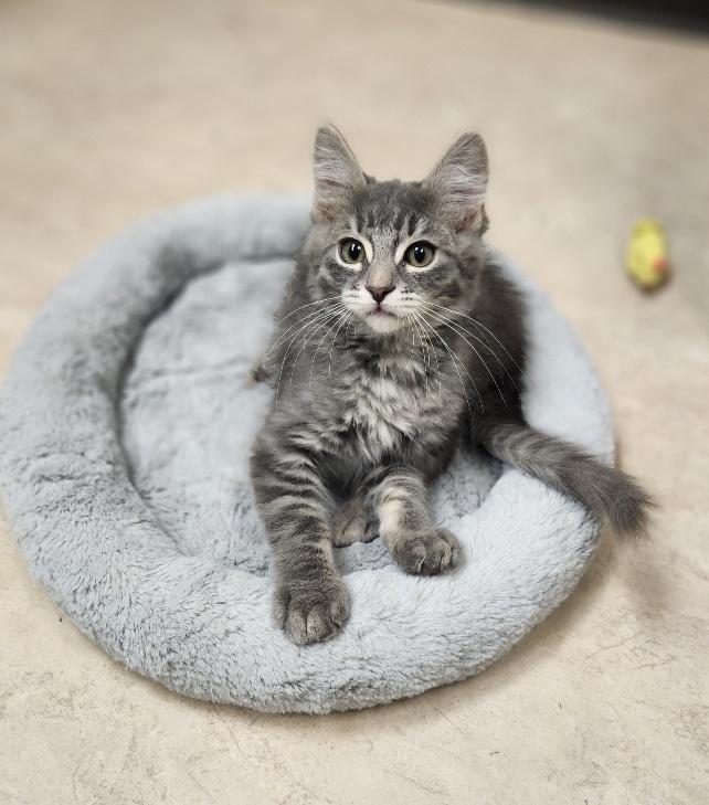 Click for full size picture - Kitten 27524 (TJ)