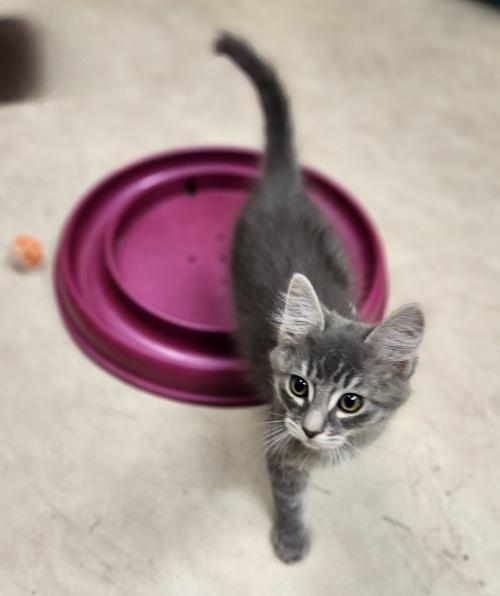 Click for full size picture - Kitten 27524 (TJ)