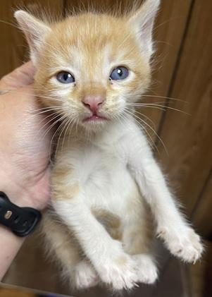 Click for full size picture - Kitten 27724 (Pooh)