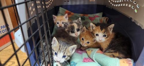 Click for full size picture - Kitten 27724 (Pooh)