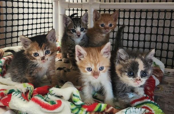 Click for full size picture - Kitten 27724 (Pooh)