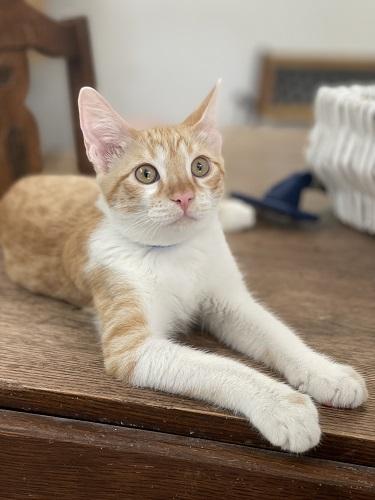 Click for full size picture - Kitten 27724 (Pooh)