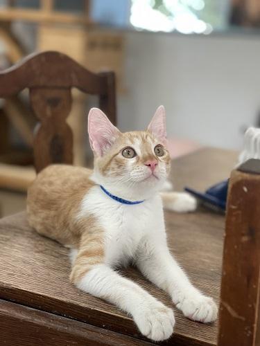 Click for full size picture - Kitten 27724 (Pooh)