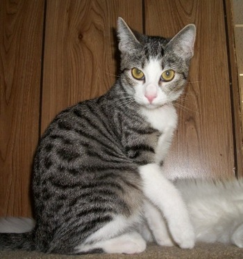 Lexie