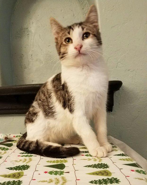 Glenn The Cat House on the Kings