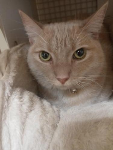 Cat 15425 (Peter) Cat 15425 (Peter)
