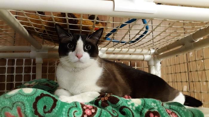Cat 17125 (Stoney) Cat 17125 (Stoney)