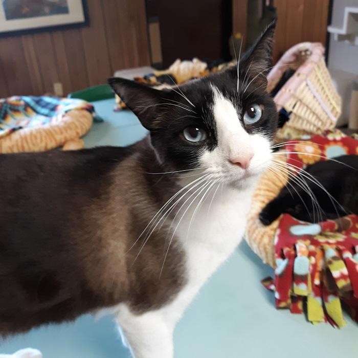 Cat 17125 (Stoney) Cat 17125 (Stoney)