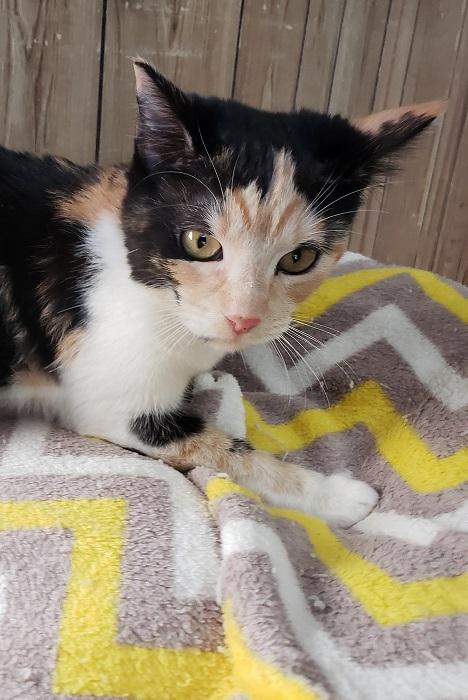 Kitten 17525 Kitten 17525