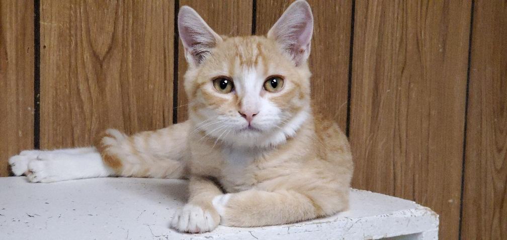 Kitten 20525 (Pugsley) Kitten 20525 (Pugsley)