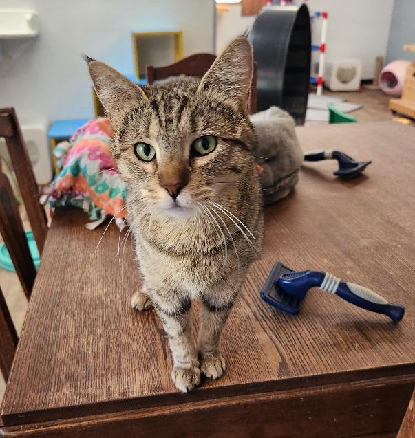 Mom Cat 26725 (Jewels)