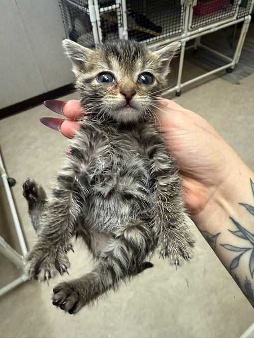 Click for full size picture - Kitten 27525 (Raya)