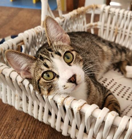 Kitten 27725 (Sherman)