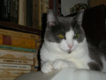 Gigi