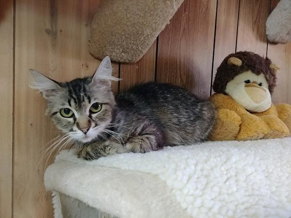 Mom Cat 16926 Mom Cat 16926