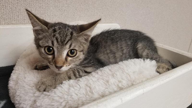 Kitten 17126 Kitten 17126