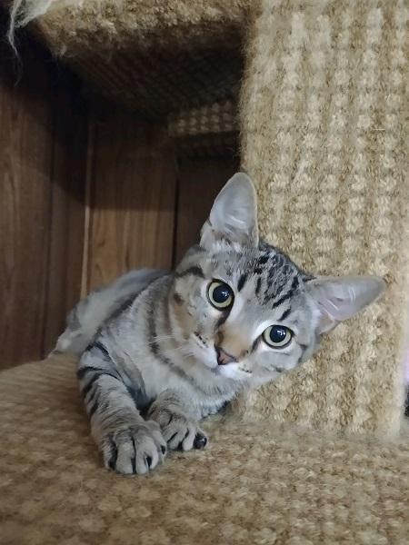 Kitten 17126 Kitten 17126