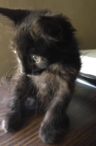 chewbacca the cat house